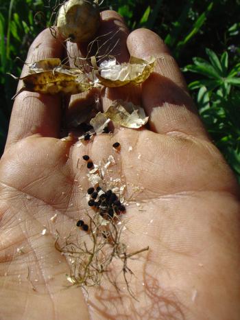 Bee balm seed pods and seeds, Debra Solomon, culiblog.org